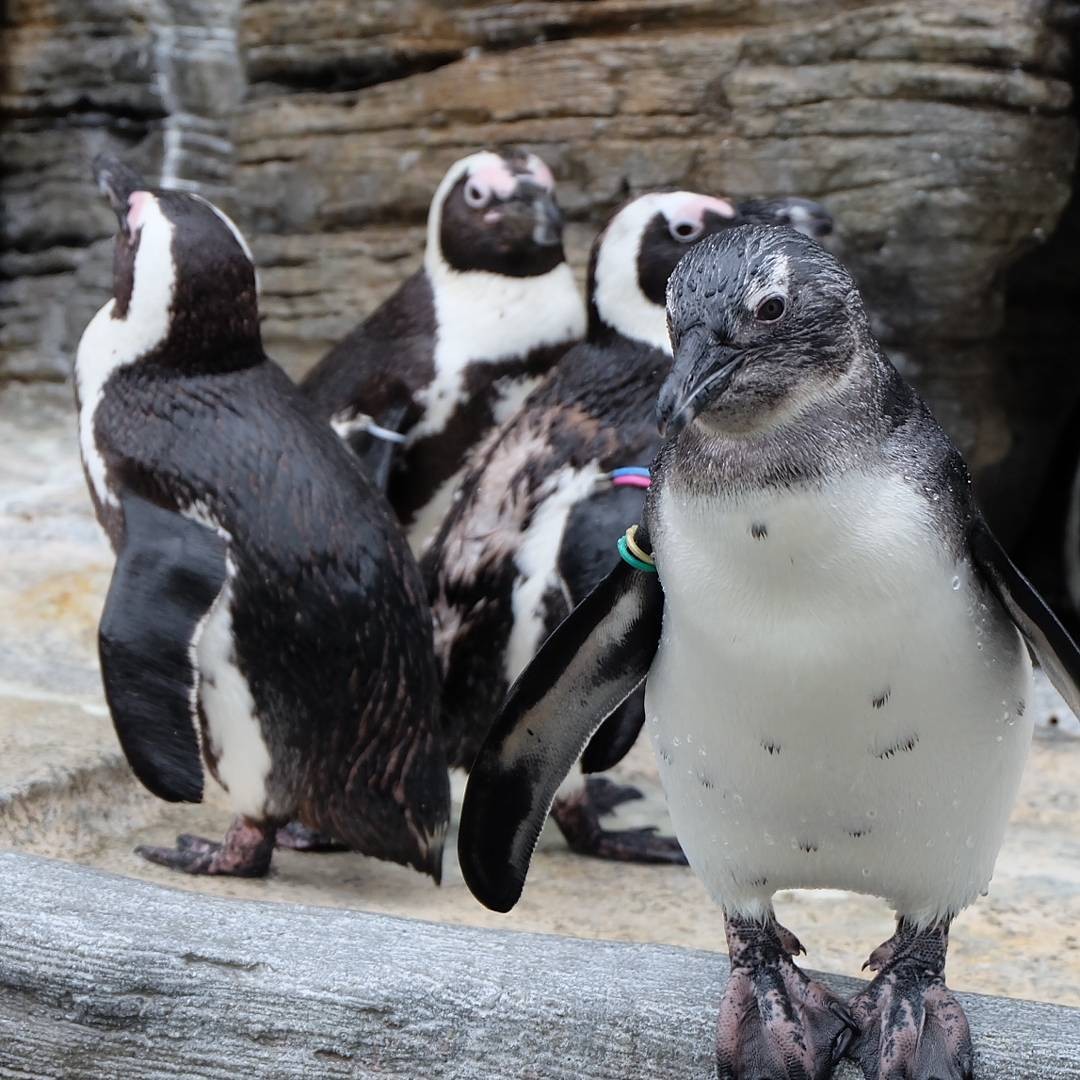 都内デートの定番！カップルで楽しむサンシャイン水族館