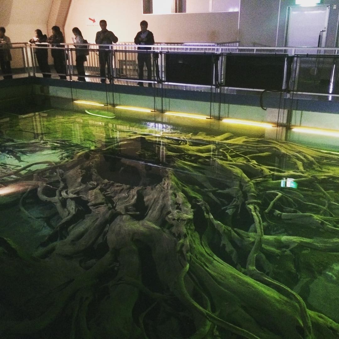 海の神秘を満喫しよう！富山県魚津市&滑川市の見どころ5選