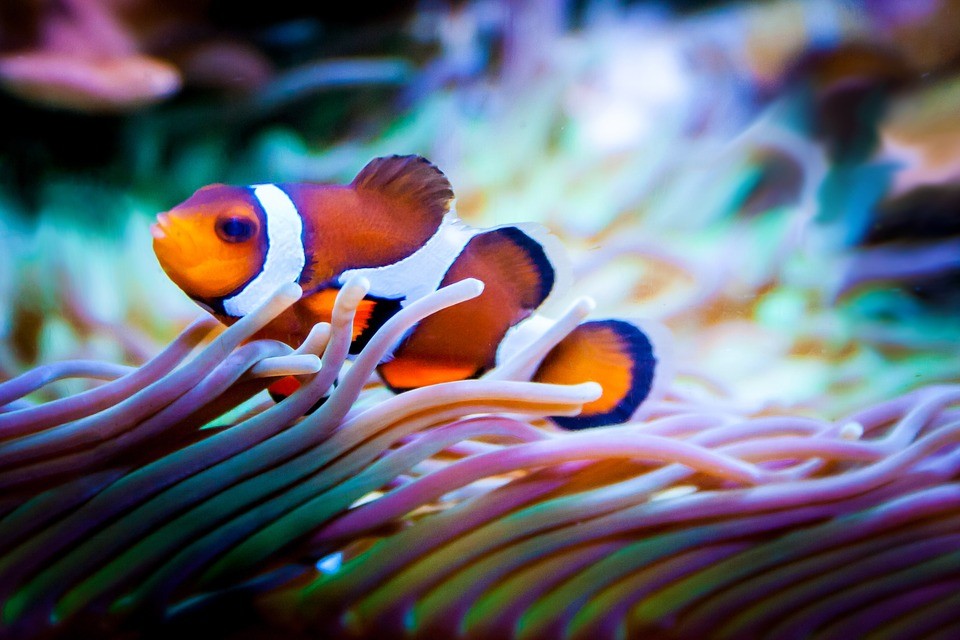 【オーストラリア】映画『ファインディング・ドリー』でも注目！世界遺産『グレート・バリア・リーフ』を彩る熱帯魚たち