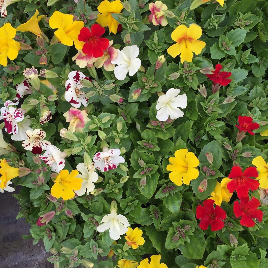 カナディアンロッキーで咲き誇る、色鮮やかな花々