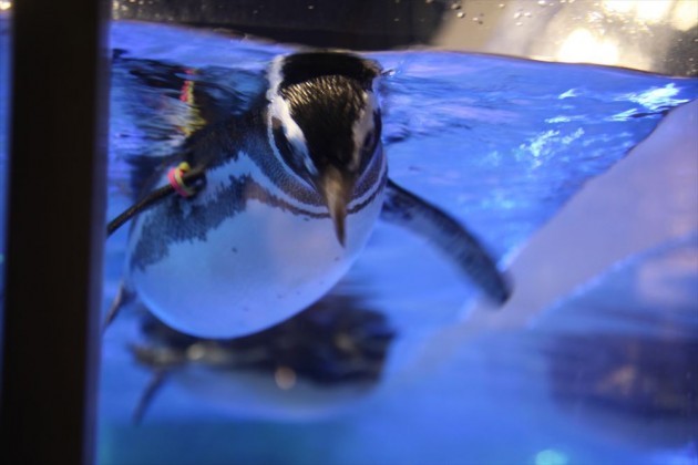 すみだ水族館のペンギンのプロジェクションマッピングが素敵！