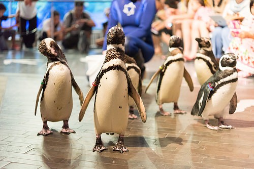 すみだ水族館のペンギンのプロジェクションマッピングが素敵！
