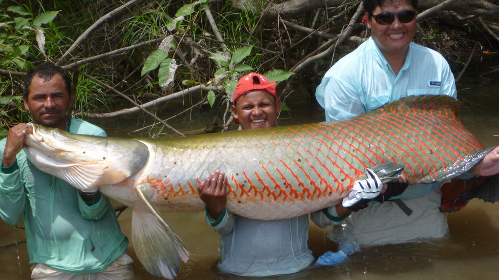ブラジルのアマゾンで出会いたい！魚類と爬虫類のおすすめ4種とは？