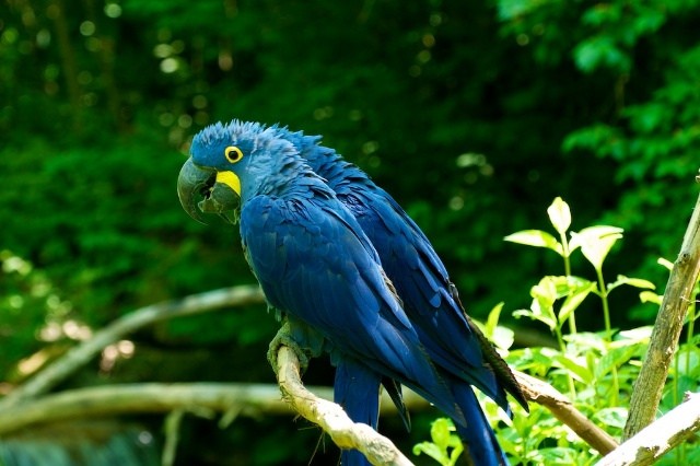 ブラジルのアマゾンで出会える！色とりどりの美しい鳥たち