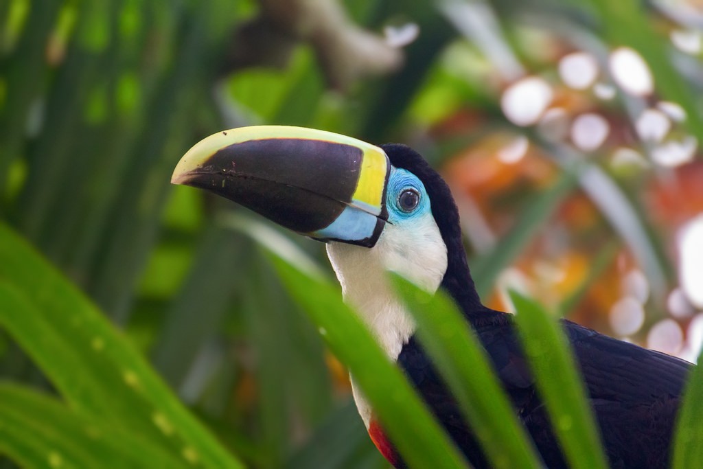 画像4枚目： ブラジルのアマゾンで出会える！色とりどりの美しい鳥たち｜ TapTrip