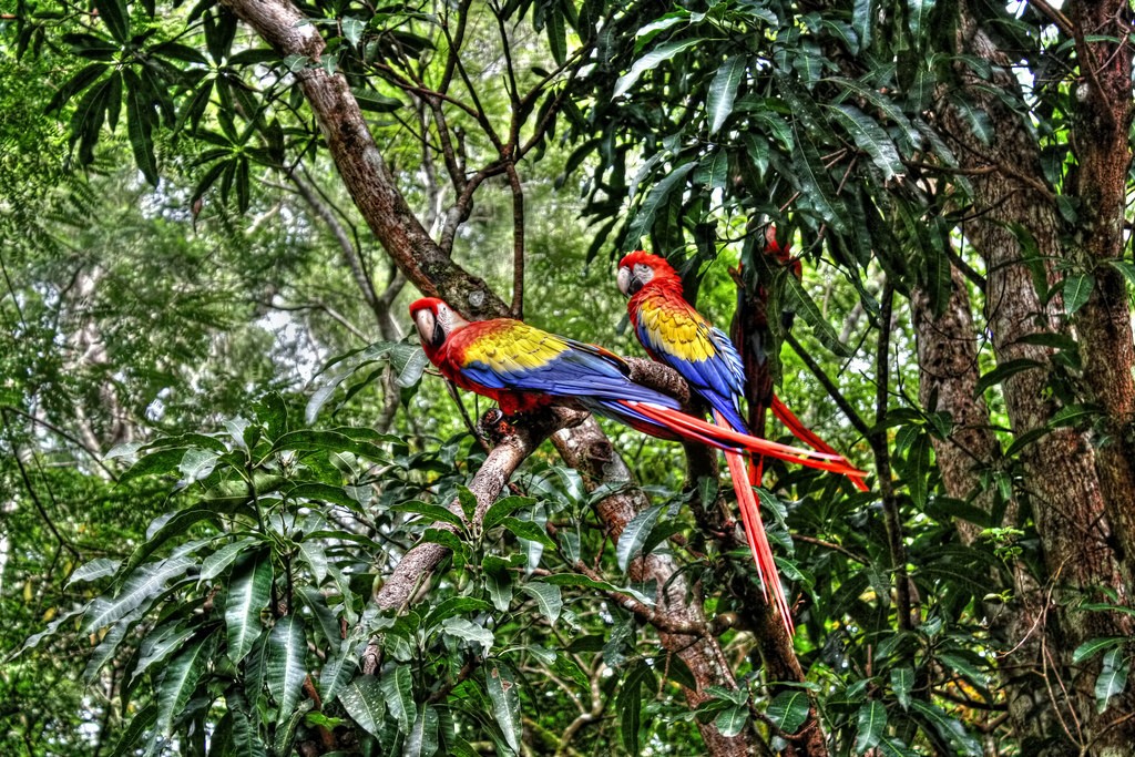ブラジルのアマゾンで出会える！色とりどりの美しい鳥たち