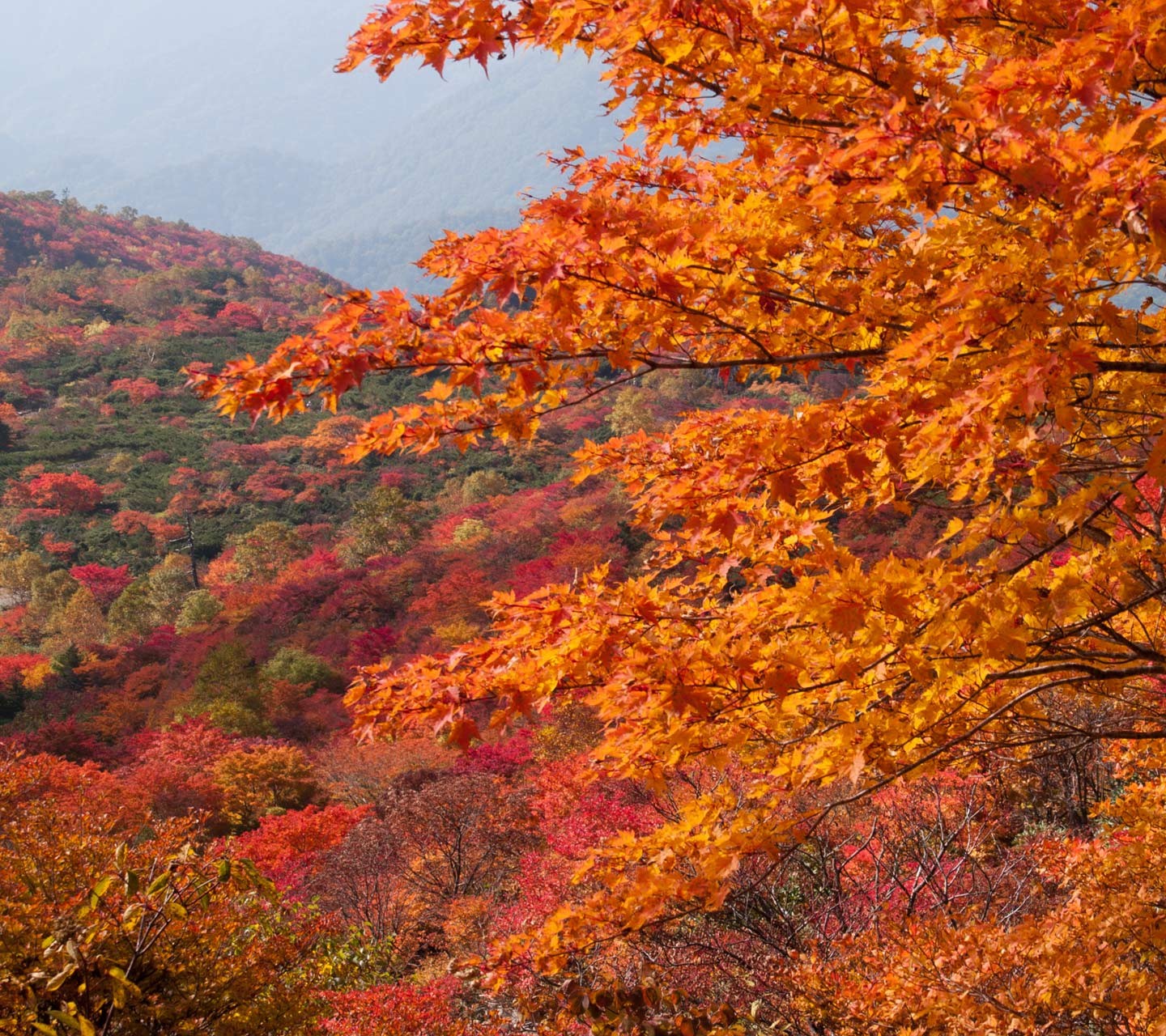 絶景三昧！目の前に広がる紅葉＆秋の花が満喫できる秋の栃木見どころ6選