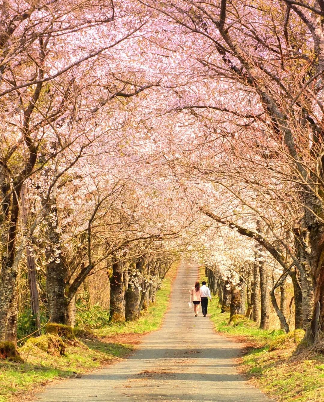 岡山で春を満喫する！厳選お花見スポット3選～さくら・しゃくなげ編～