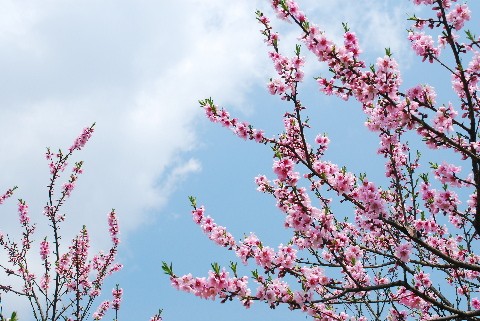 岡山で春を満喫する！厳選お花見スポット3選～さくら・しゃくなげ編～