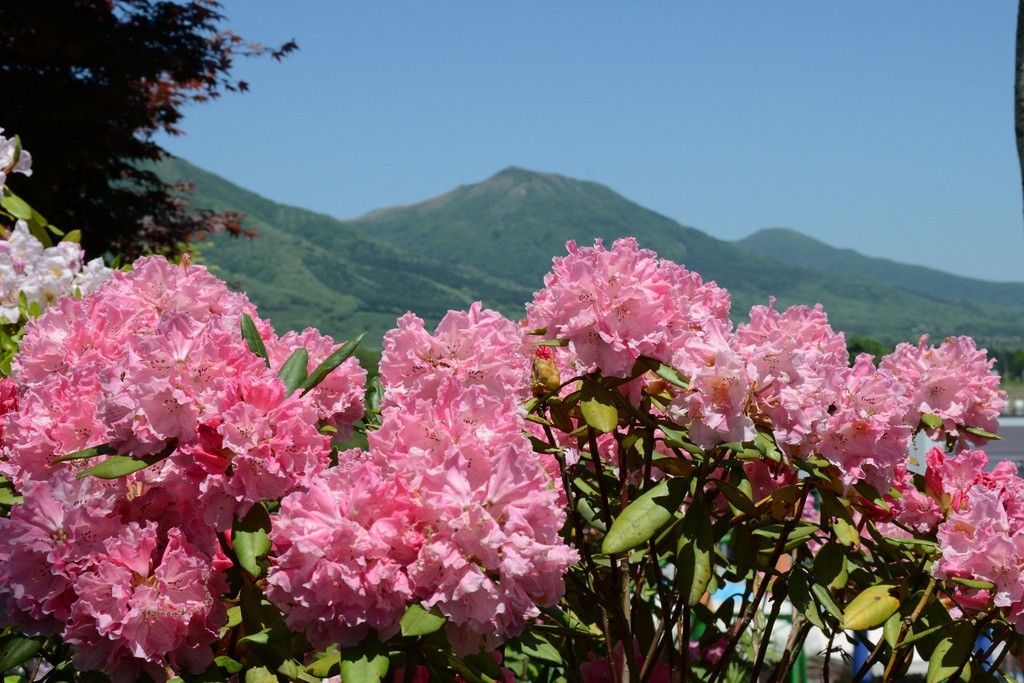 岡山で春を満喫する！厳選お花見スポット3選～さくら・しゃくなげ編～