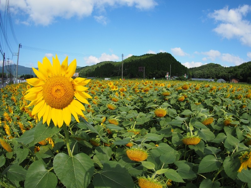 岡山の力強い夏を満喫したい！自然の光景に触れるおすすめスポット3選
