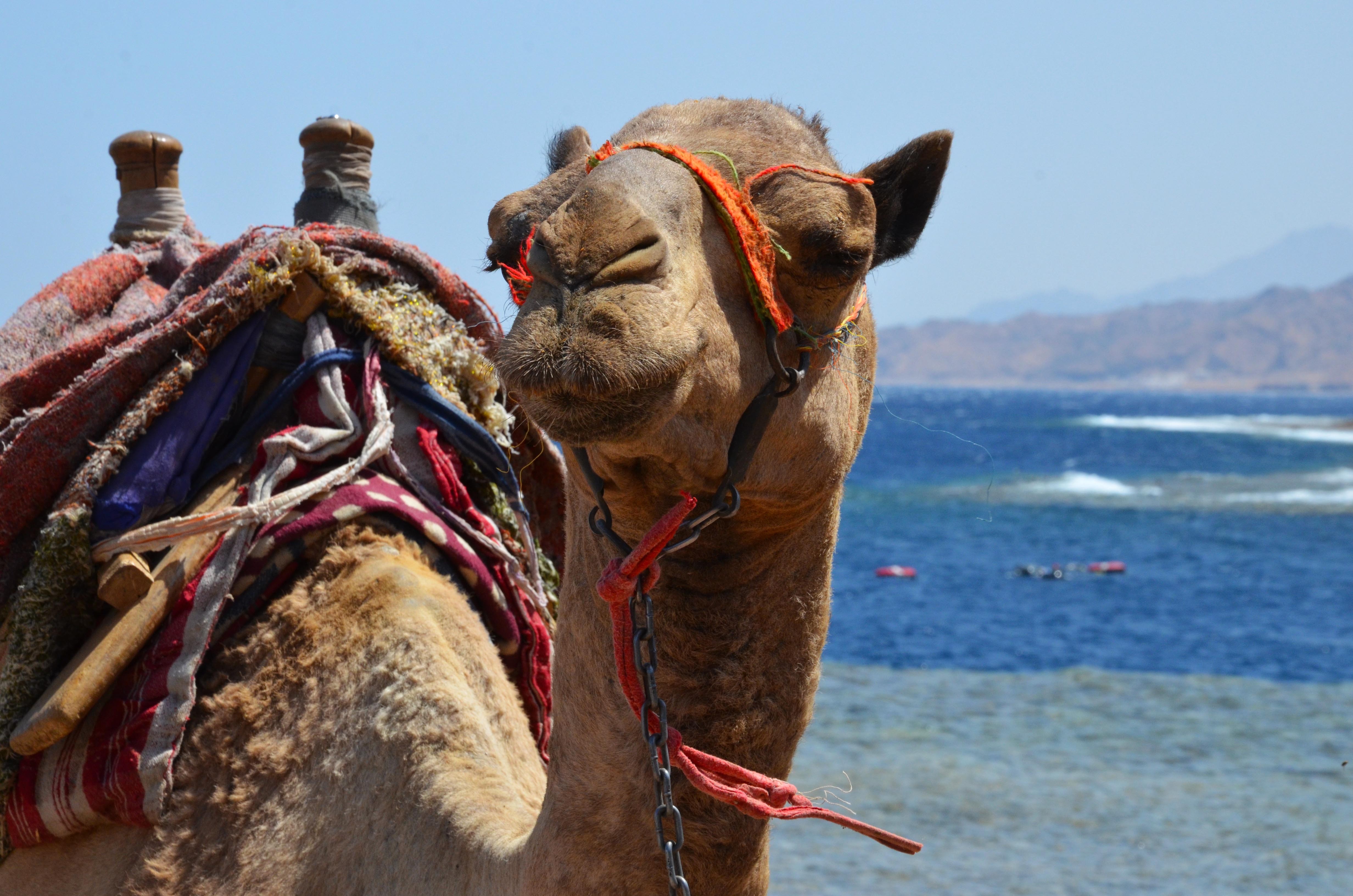 エジプト ”恋するダハブ” でダイビング！バックパッカーに大人気な理由とは？