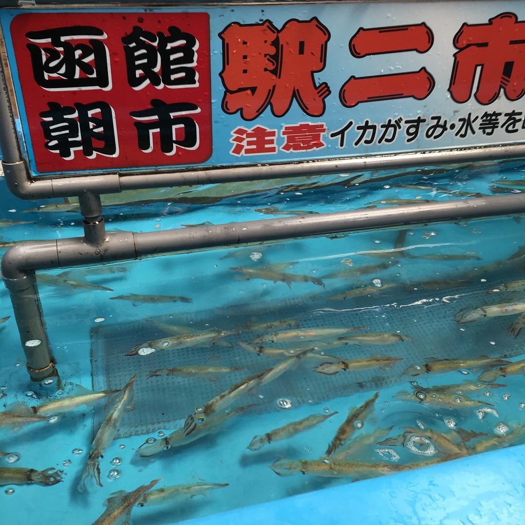 北海道の味を堪能！函館朝市でイカ釣り体験を楽しもう
