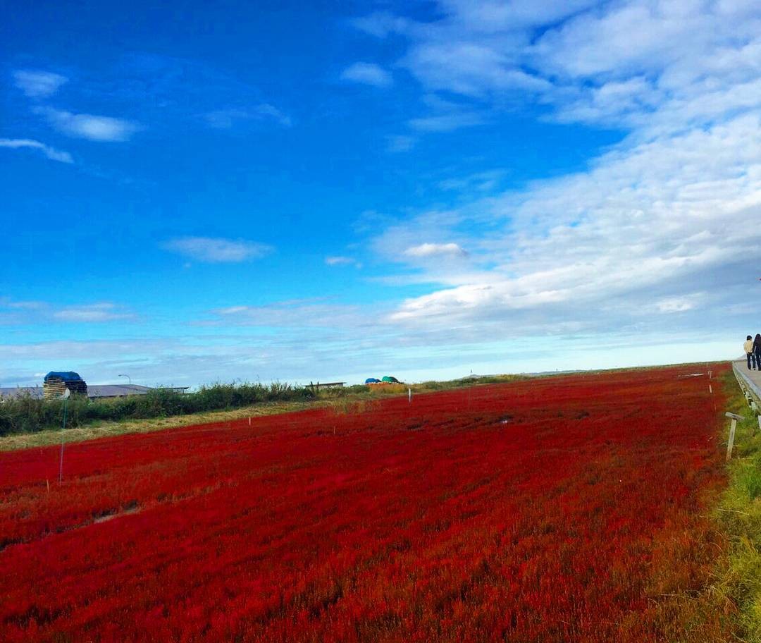 秋の北海道・能取湖は感動の色彩！青い湖に赤い絨毯!?