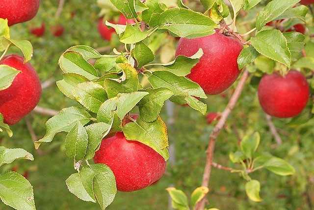秋を感じたらリンゴ＆ブドウ狩りに群馬へ！おすすめ農園5選