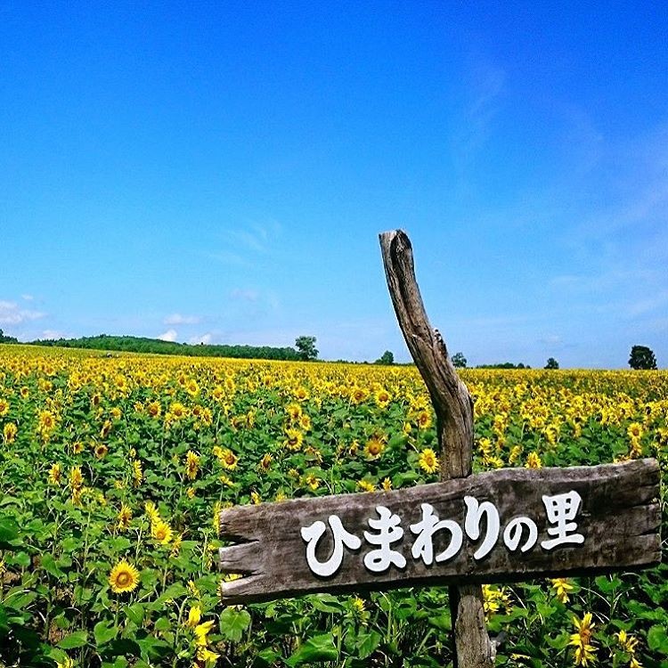 北海道の夏はひまわりの里観光！150万本のひまわりから元気をもらおう