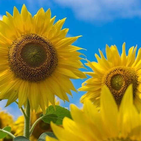 北海道の夏はひまわりの里観光！150万本のひまわりから元気をもらおう