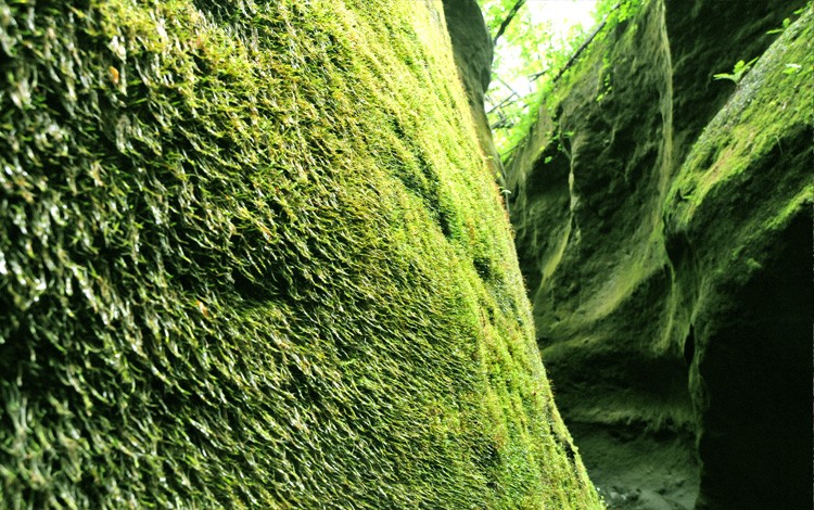 北海道・苔の洞門に観光へ！時の流れと自然が造った芸術品