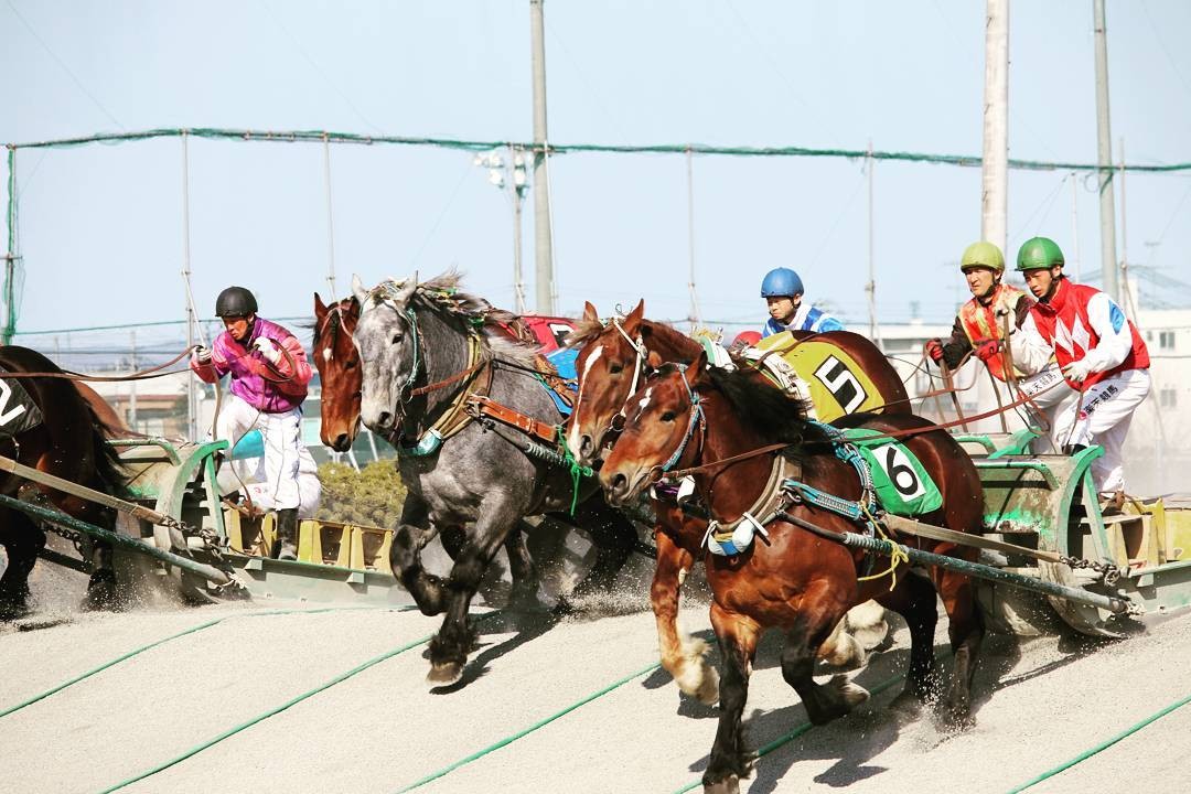 北海道・ばんえい競馬の熱き闘い！筋肉の躍動を目の前で