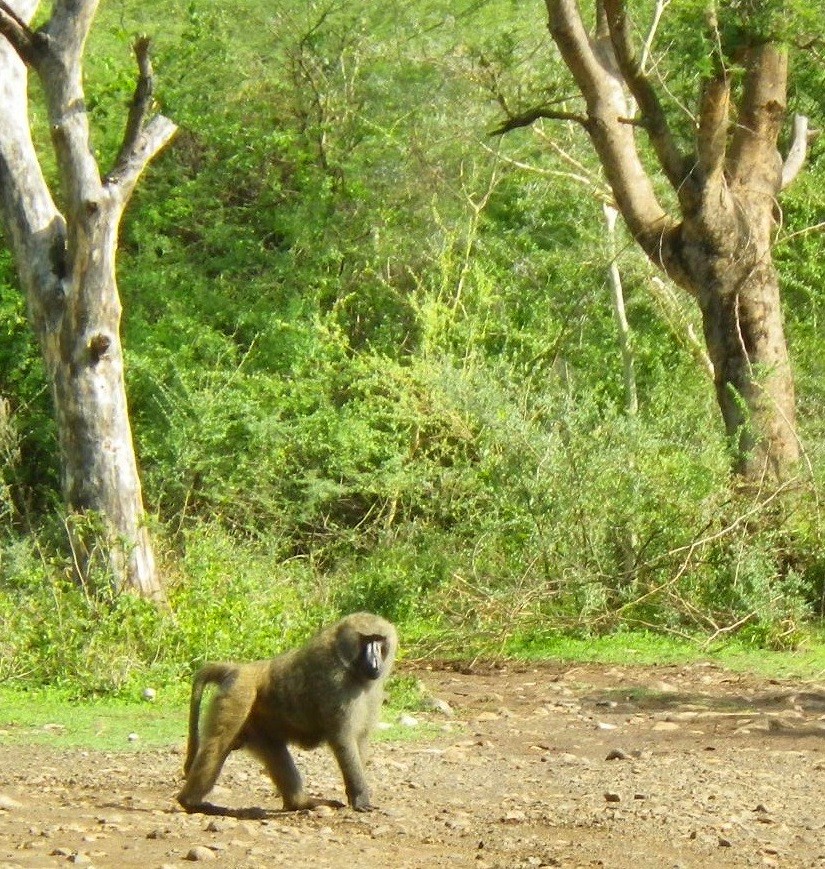 大自然！エチオピアへ野生動物に会いに行こう！