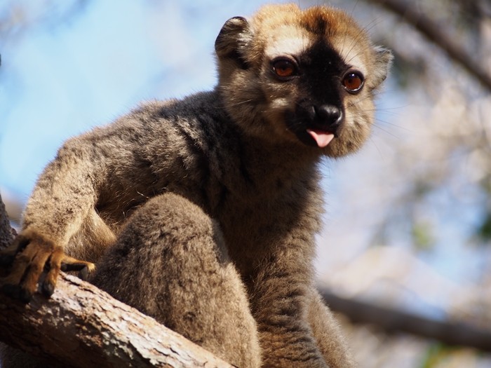 マダガスカルで絶対行くべき観光スポット10選