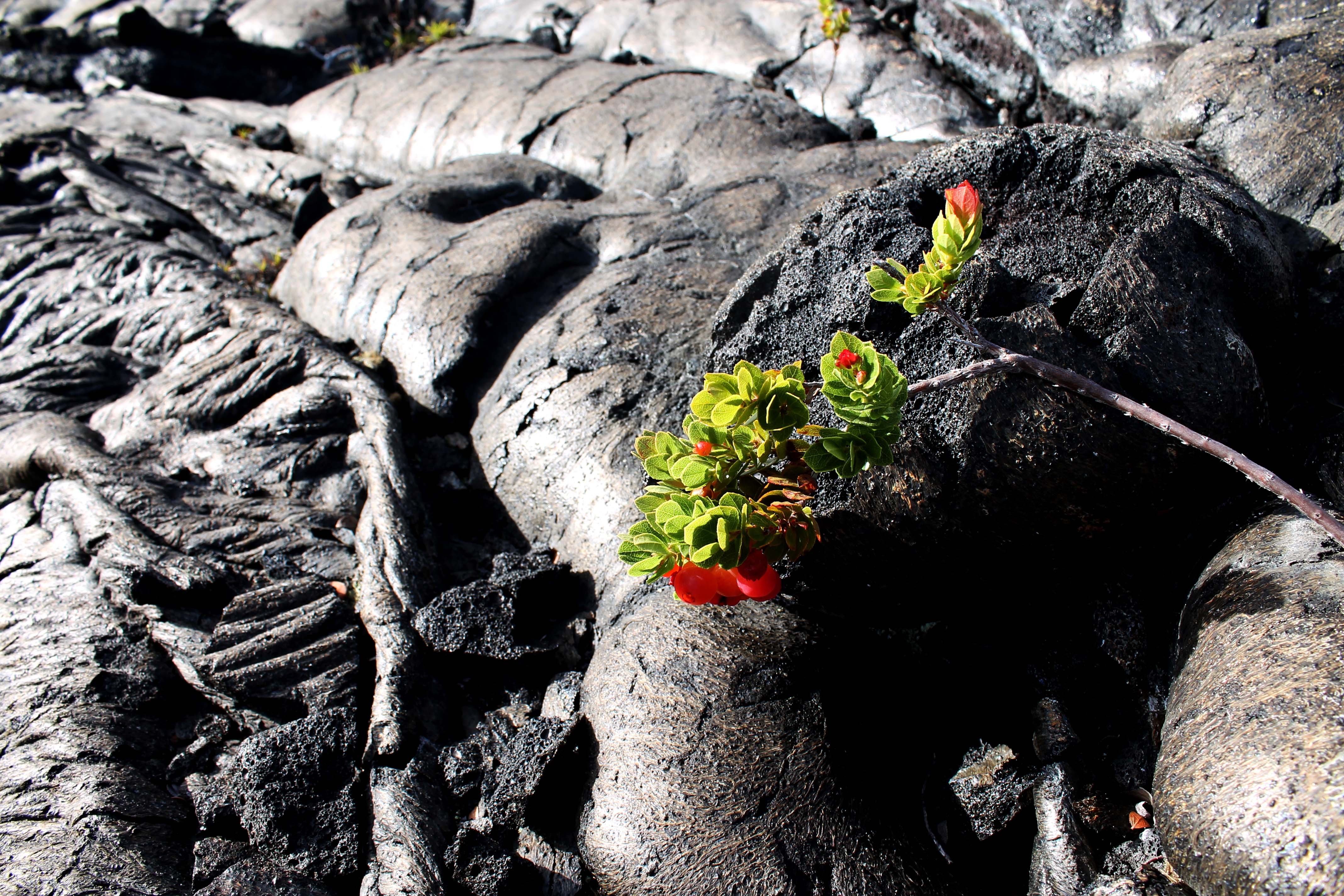 ハワイ島で溶岩大地を見るなら『チェーン・オブ・クレーターズ・ロード』