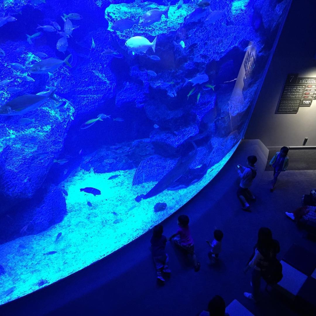 すみだ水族館はデートおすすめ！都心にいながら水の世界を満喫