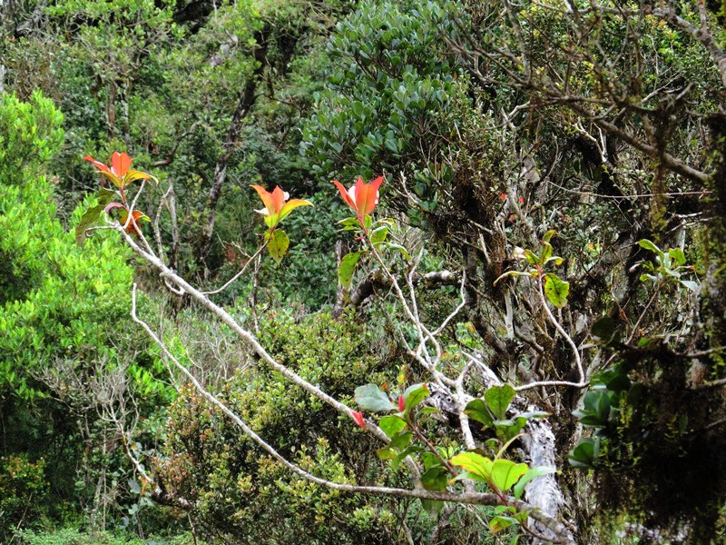 スリランカの世界遺産ホートンプレインズ国立公園でトレッキング