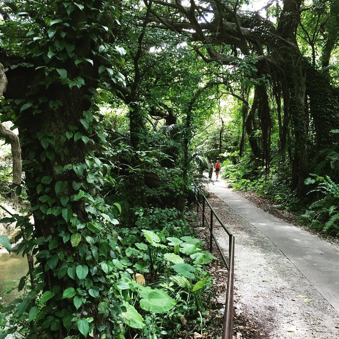 沖縄・ガンガラーの谷、ガイドツアーで巡る神秘の森