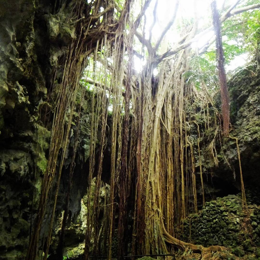 沖縄・ガンガラーの谷、ガイドツアーで巡る神秘の森