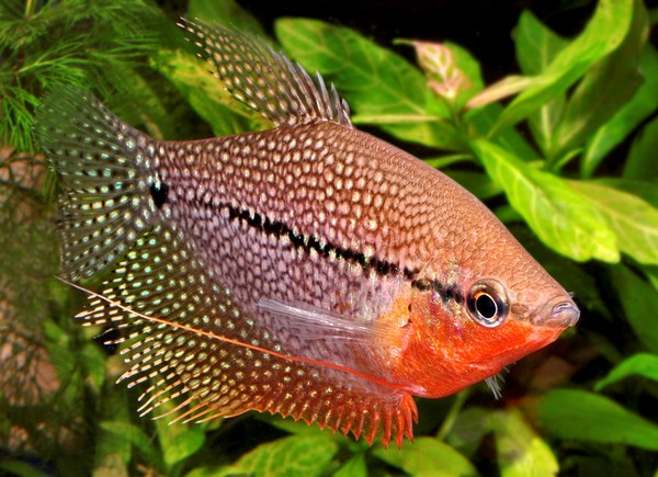 アマゾン、メコン、ナイル…世界の河を魚で巡ろう！地域別いろいろ珍魚特集
