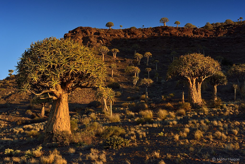 ナミビア・ナミブ砂漠で出会いたい奇妙な動植物ガイド！アフリカの大地に大感動