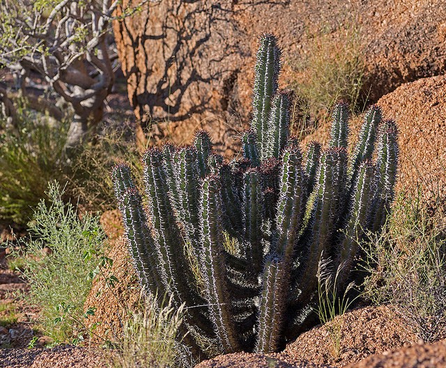 ナミビア・ナミブ砂漠で出会いたい奇妙な動植物ガイド！アフリカの大地に大感動