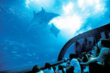 沖縄の新観光名所！沖縄美ら海水族館が壮大で見ごたえたっぷり