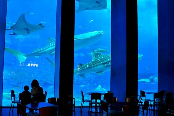 沖縄の新観光名所！沖縄美ら海水族館が壮大で見ごたえたっぷり