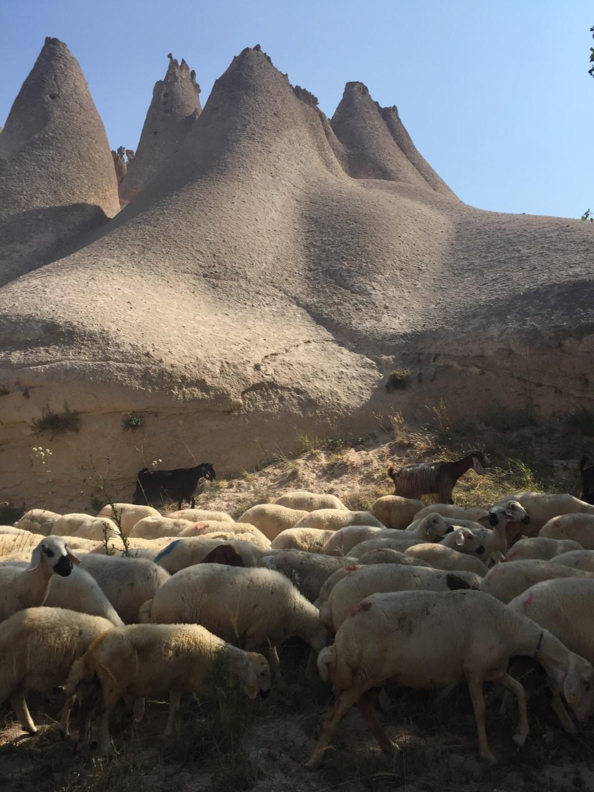 羊飼いに会える!?トルコ・チャット村のフルナスマの谷観光がおすすめ！