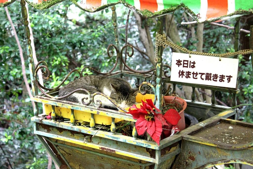 京都駅から人気観光スポット「哲学の道」へのアクセス徹底ガイド