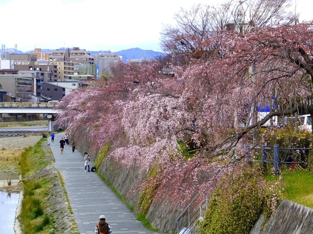 京都の人気観光スポット「知恩院」へのアクセス徹底ガイド