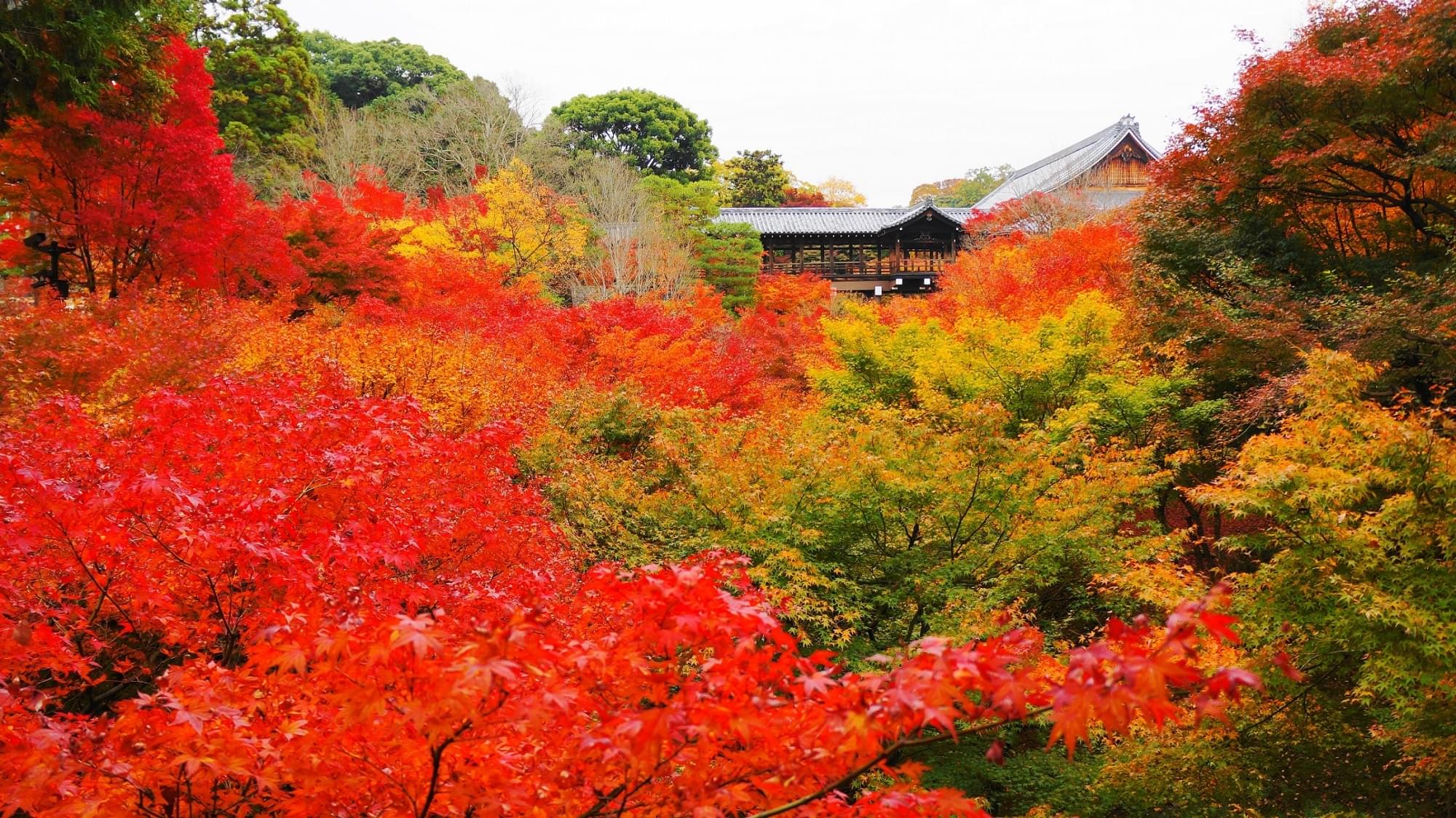 京都・東福寺で最高の紅葉狩りを！見ごろと絶景ポイント徹底解説