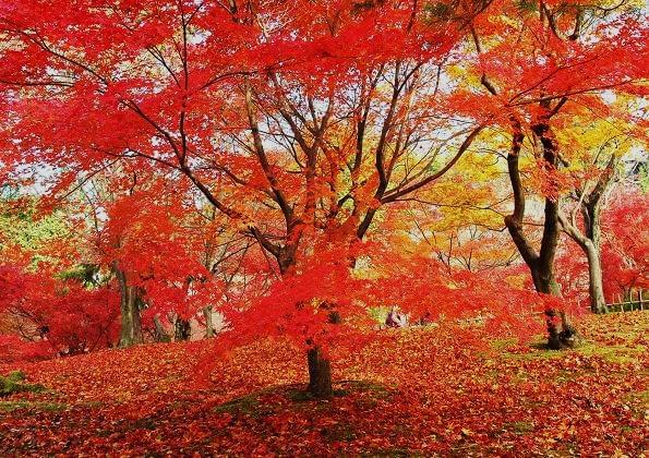 京都・東福寺で最高の紅葉狩りを！見ごろと絶景ポイント徹底解説