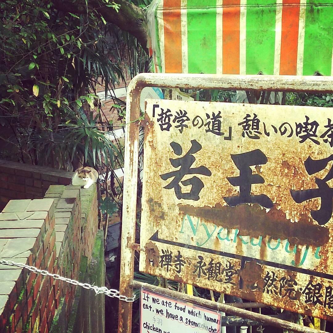 京都の猫の道？人気観光スポット「哲学の道」でかわいいネコに癒されよう
