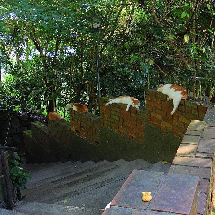 京都の猫の道？人気観光スポット「哲学の道」でかわいいネコに癒されよう