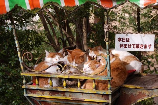 京都の猫の道？人気観光スポット「哲学の道」でかわいいネコに癒されよう