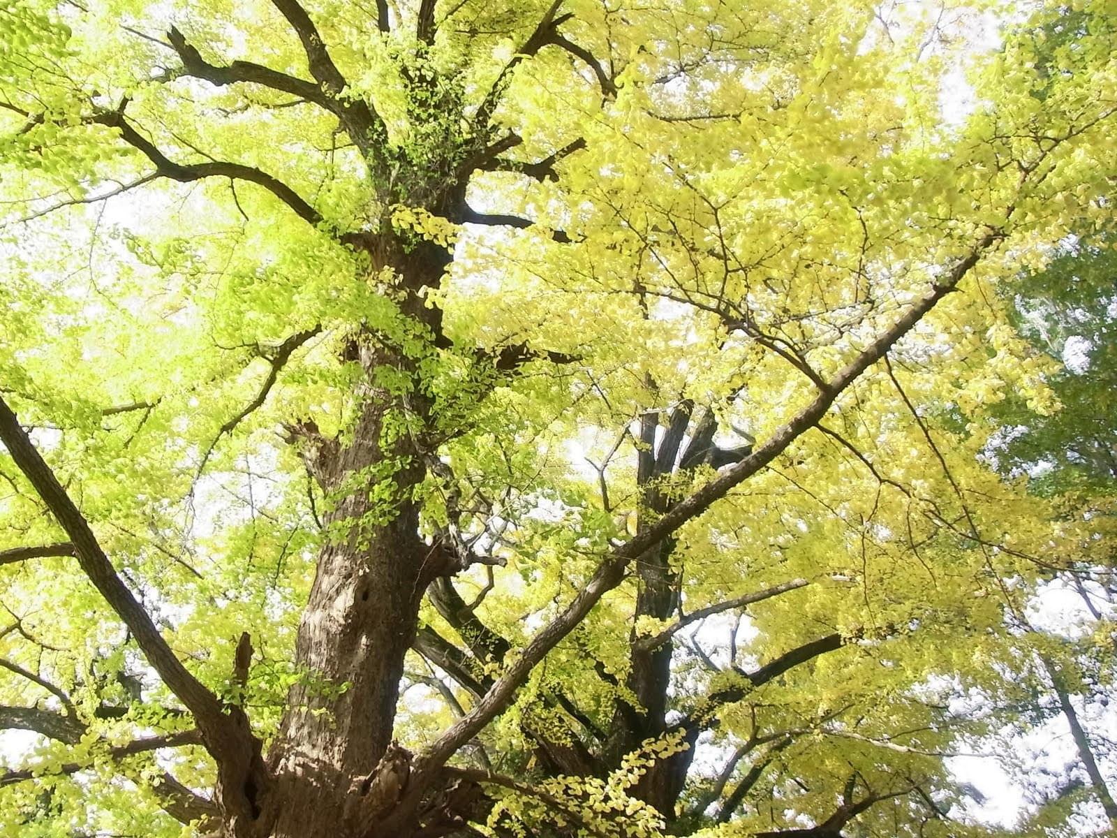 【日本全国】銀杏、松茸、栗…秋の味覚を自分で採る旅！～山の幸編～