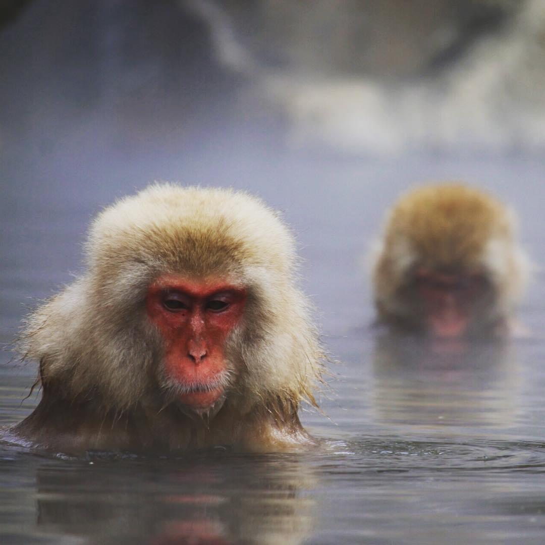 外国人にも大人気！長野県「地獄谷野猿公苑地」で猿の温泉を目撃せよ！