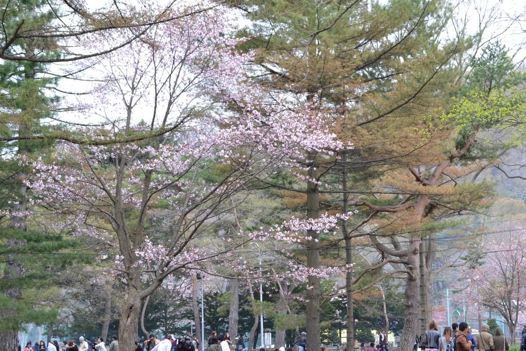ゴールデンウィークは札幌でお花見！桜の綺麗なスポット5選