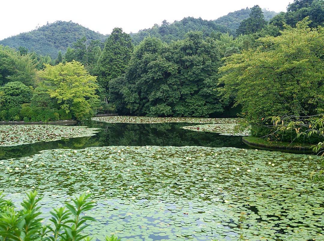 石庭で有名な京都・龍安寺！気になる拝観料はいくら？