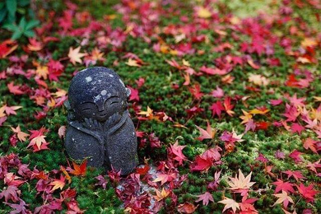 京都・三千院へ紅葉を見に行こう！日々の喧騒を離れて癒されたい