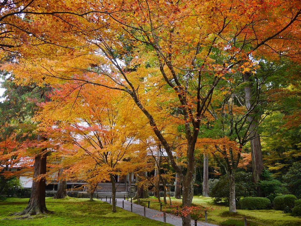 京都・三千院へ紅葉を見に行こう！日々の喧騒を離れて癒されたい