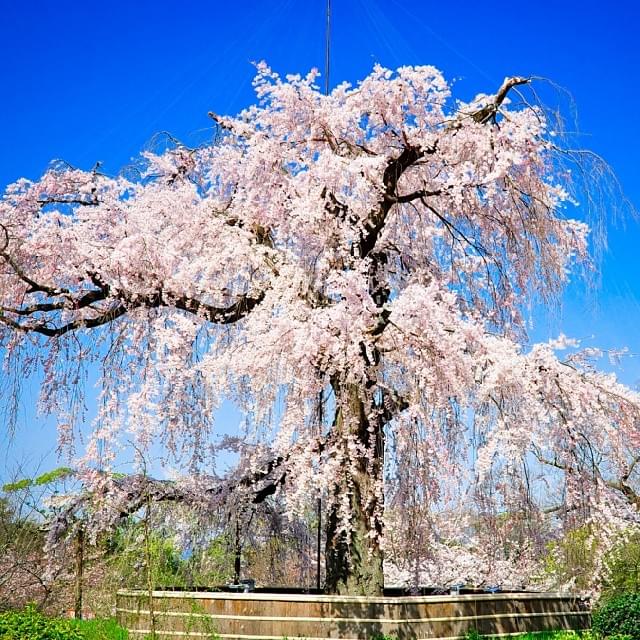 京都きっての桜の名所、円山公園へ出かけてみよう！